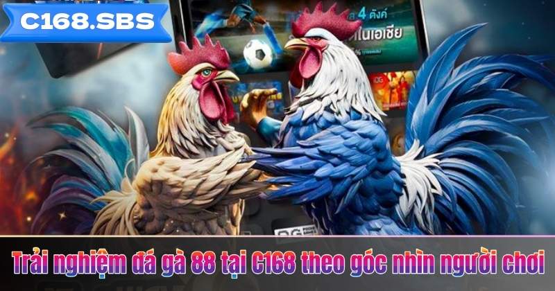 Trải nghiệm đá gà 88 tại C168 theo góc nhìn người chơi