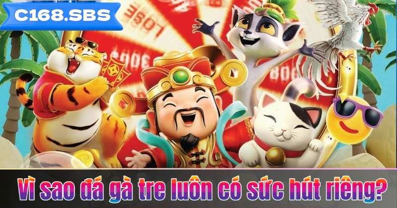 Vì sao đá gà tre luôn có sức hút riêng?